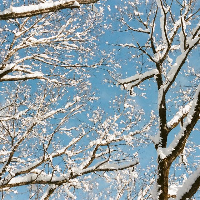 Snow on bare branches