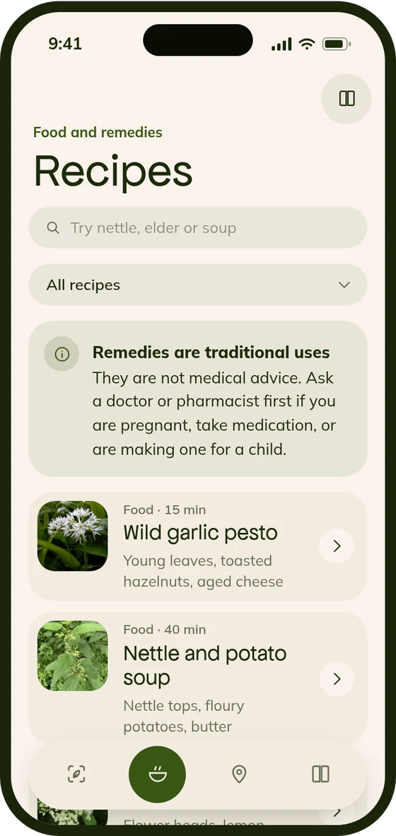 Sorrel · recipes and remedies
